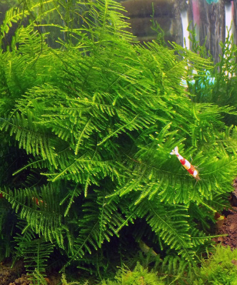 Мох Большая Южная Америка Moss sp.Giant Soufh America (меристемное растение)